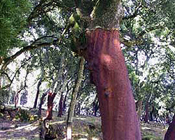 Корково дърво