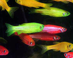 Светещи риби