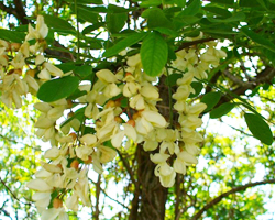 Акация - Robinia Pseudoacacia L.
