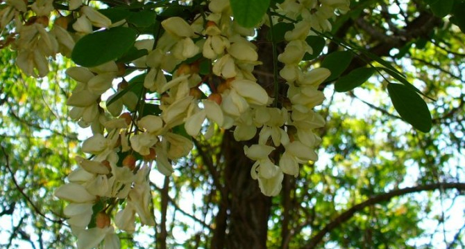 Акация - Robinia Pseudoacacia L.