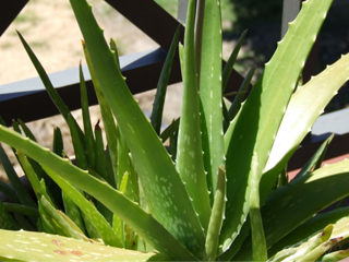 Алое - Aloe Ferox