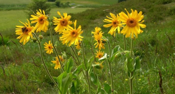 Арника - Arnica montana L.