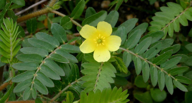 Бабини зъби - Tribulus terrestris