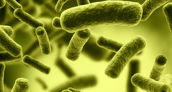 Страшна бактерия може да предизвика поголовна епидемия