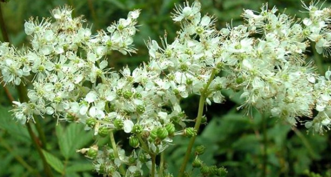 Блатен тъжник - Spirea ulmaria L.