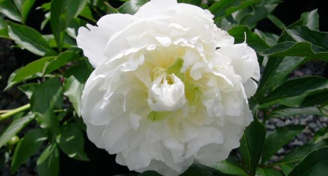 Божур - Paeonia Decora