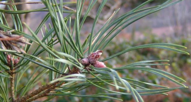 Борови връхчета - Pinus sylvestris
