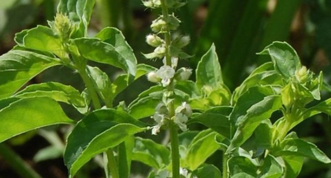 Босилек - Ocimum Basillicum