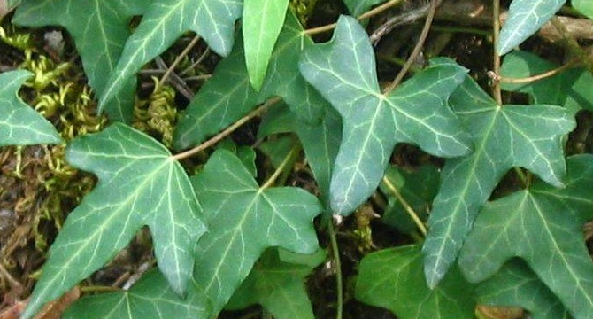 Бръшлян - Hedera helix L.