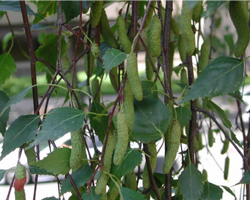 Бяла бреза - Betula pendula