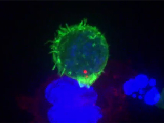 Клетка-убиец атакува ракова клетка (видео)
