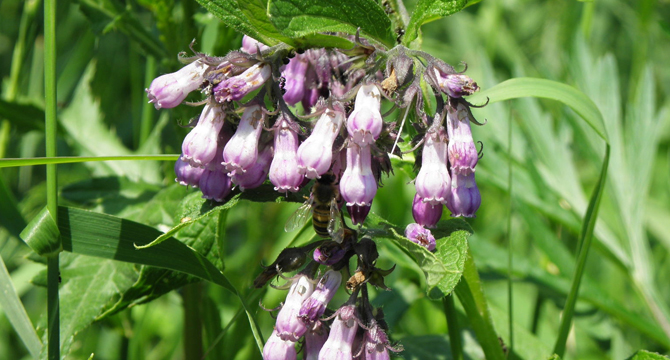 Черен оман - Symphytum officinale L.