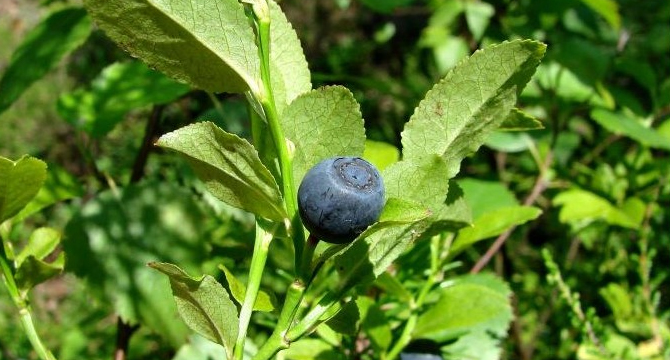 Черна боровинка - Vaccinium myrtillus L