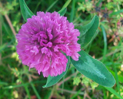 Червена детелина - Trifolium Pratense L.