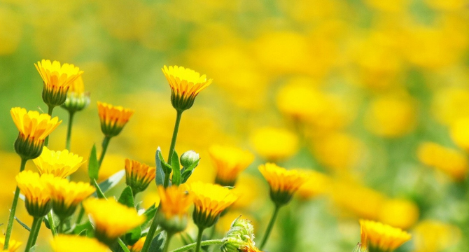 13 цветя, които могат да се ядат. Как да ги консумираме безопасно?