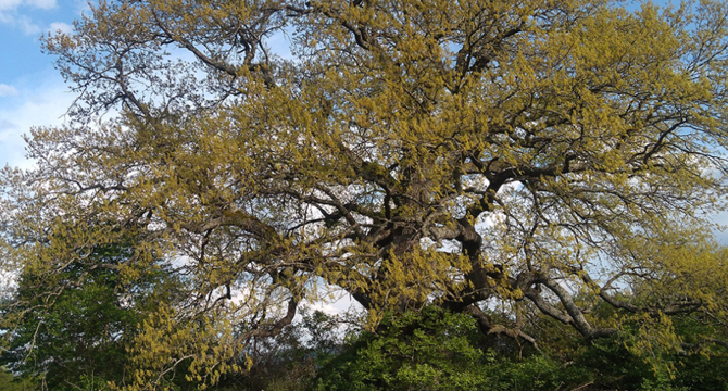 300-годишен дъб от с. Рани луг ще представя България в Европейско дърво на годината 2019