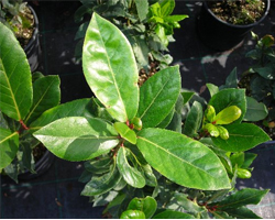 Дафинов лист - Laurus nobilis L.