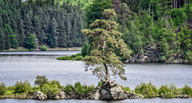 Европейско дърво на годината 2020 стана пазителят на наводнено село в Чехия