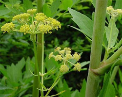 Девесил - Levisticum officinale