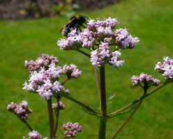 Дилянка (Валериана) - Valeriana officinalis L.