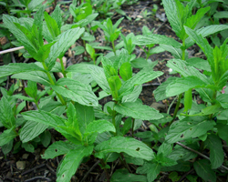 Джоджен - Mentha Spicata L.