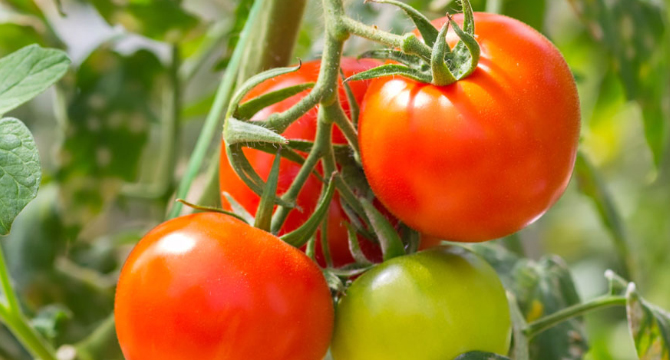 Стопете мазолите със зрели домати!