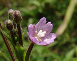 Дребноцветна върбовка - Epilobium Parviflorum L.