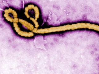 Борим ебола с генно инженерство
