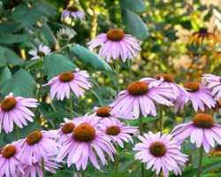 Ехинацея - Echinacea Angustifolia