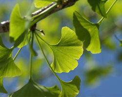 Гинко Билоба - Ginkgo Biloba L.