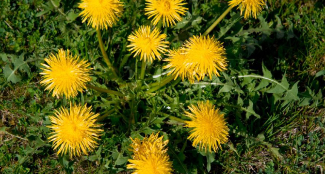 Глухарче - Taraxacum Officinale