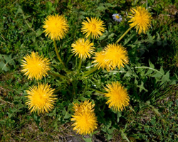 Глухарче - Taraxacum Officinale