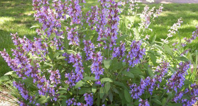 Градински чай - Salvia Officinalis