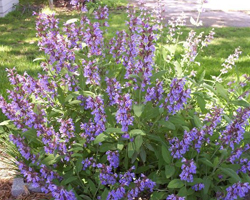 Градински чай - Salvia Officinalis