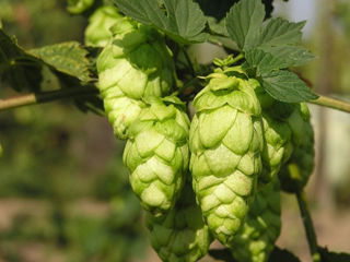 Хмел - Humulus Lupulus L.