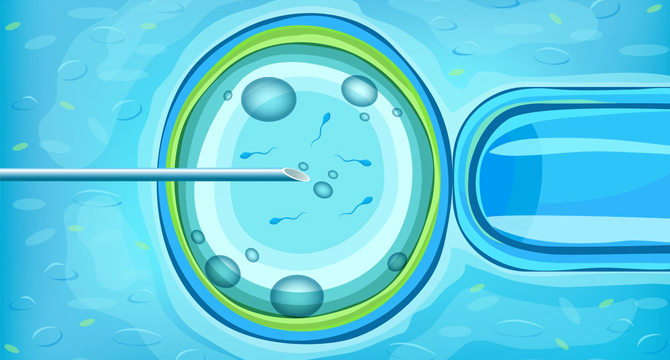 Безплатни консултации в Пловдив и Бургас за инвитро с донорски яйцеклетки