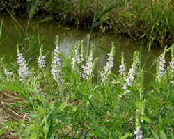 Жаблек - Galega officinalis L.