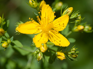 Благотворната сила на растенията: Жълт кантарион