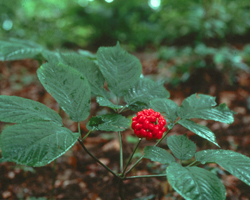 Женшен - Panax Ginseng