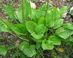 Живовлек - plantago major L.