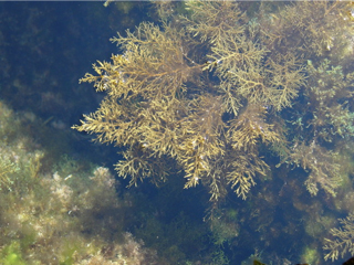 Кафяво морско водорасло - Cystoseria Barbata L.