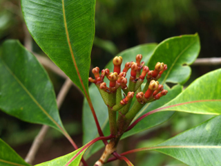 Карамфил - Eugenia Caryophyllata