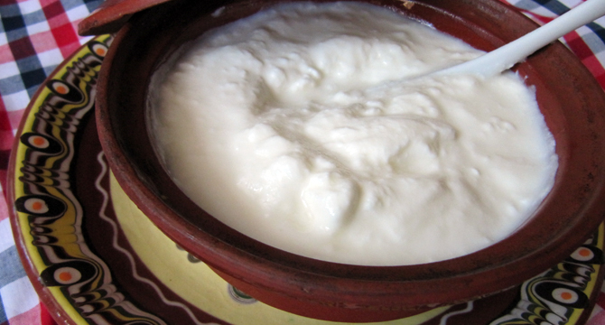 Кой е открил лечебните свойства на българското кисело мляко?