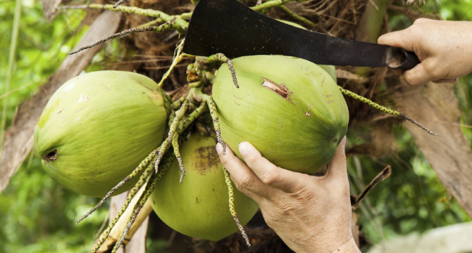 Защо наричат кокоса – дървото на живота и с какво е полезен за здравето?