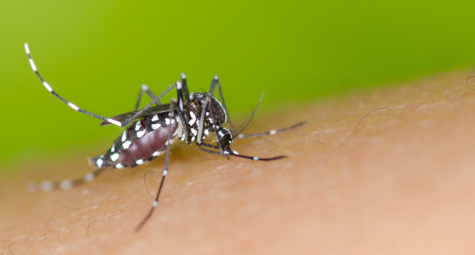 Кои репелентите отблъскват комарите?