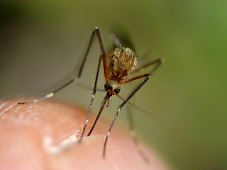 Защо комарите хапят само някои хора?
