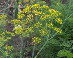 Копър - Anethum graveolens