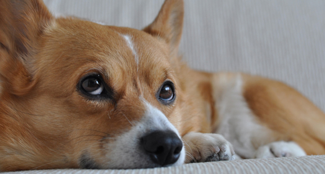 Какво не знаем за носа на кучето и болестите, свързани с него? (част 1)