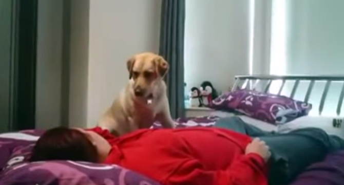 Домашно куче спасява стопанката си при епилептичен пристъп (видео)