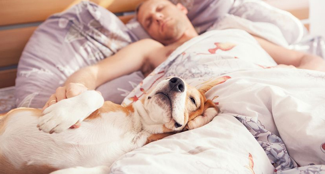Здравословно ли е домашният любимец да спи при нас?
